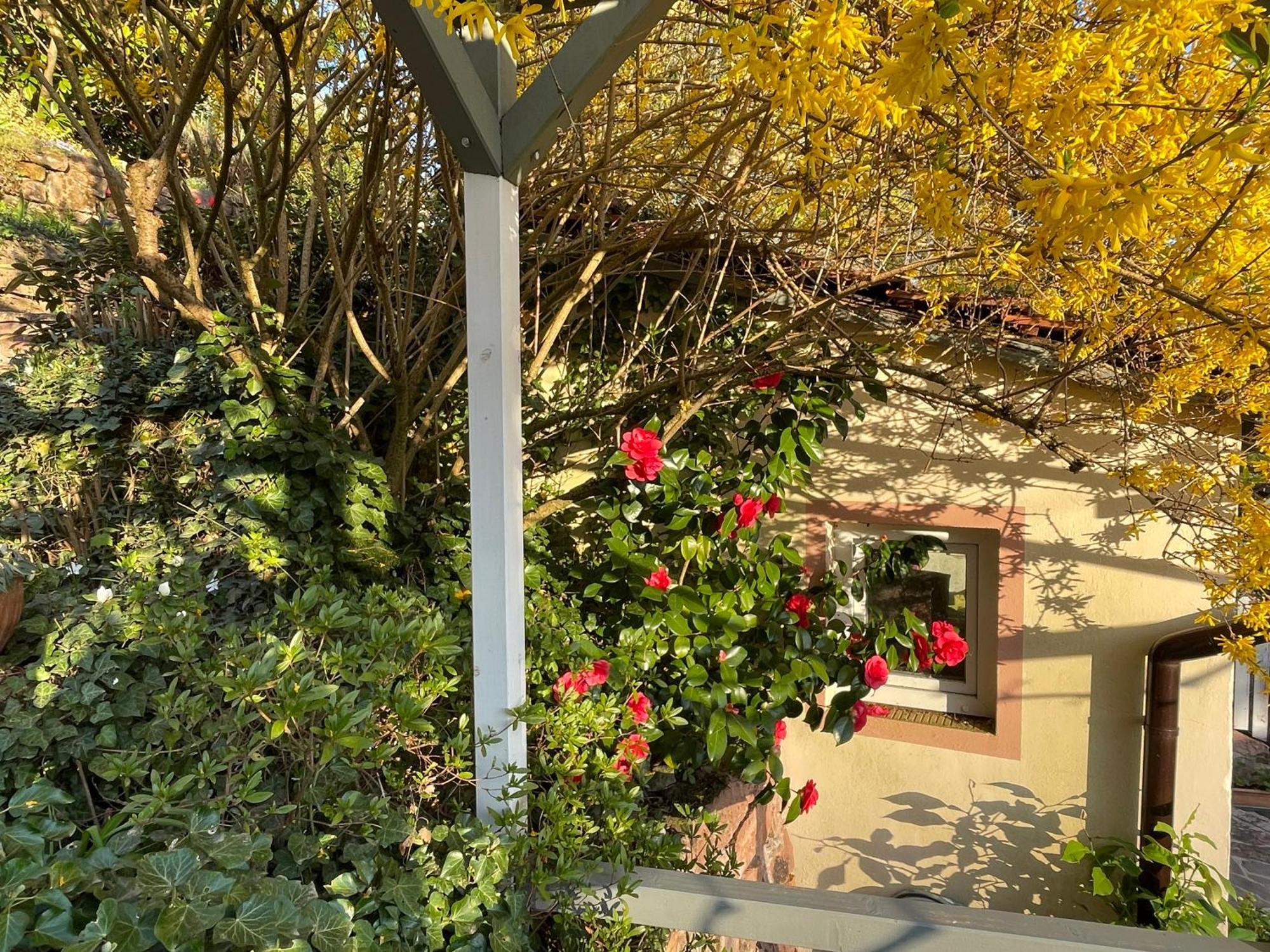 Am Berggarten Heidelberg Zewnętrze zdjęcie