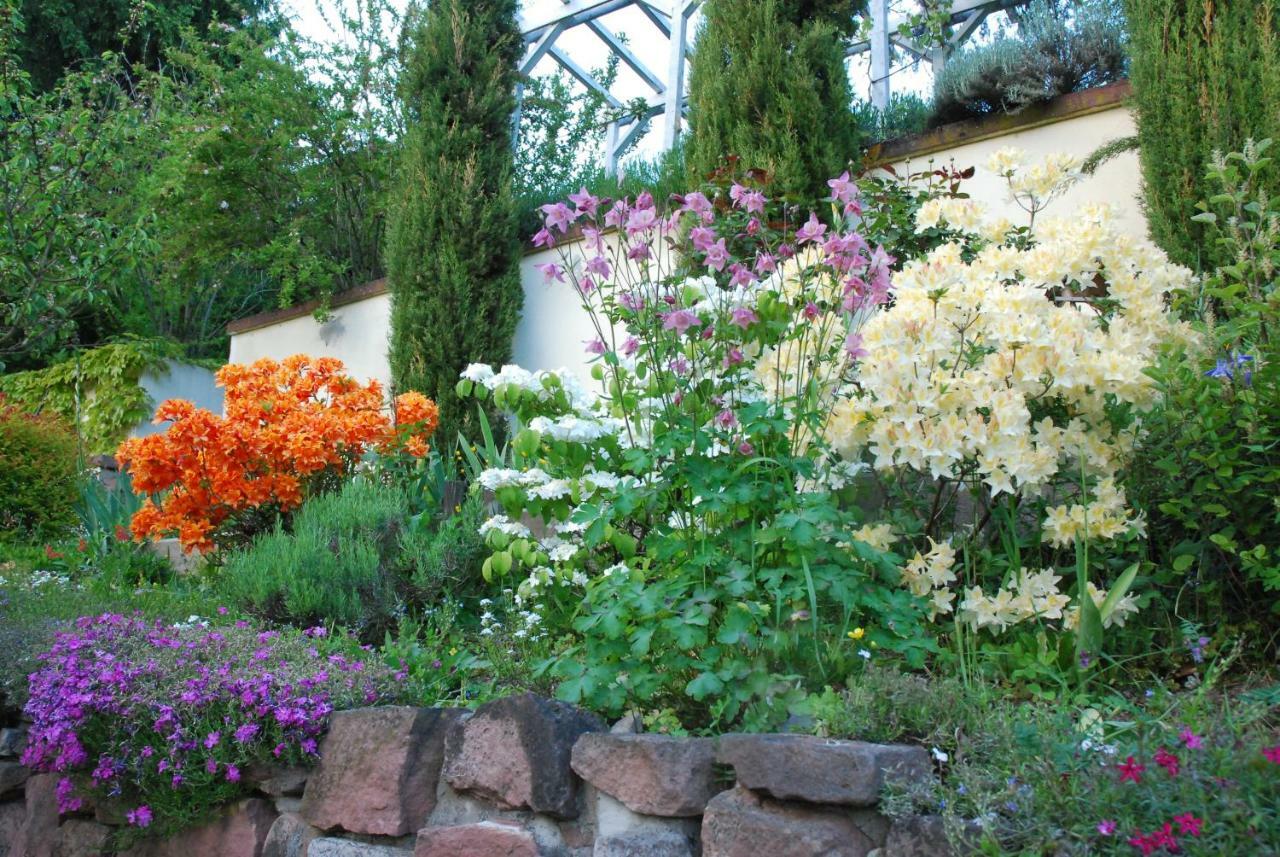 Am Berggarten Heidelberg Zewnętrze zdjęcie